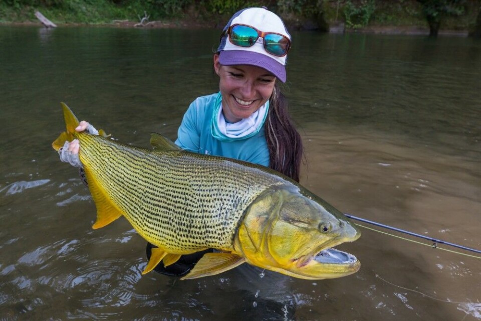 Golden Dorado er ikke i slekt med noen laksearter, på tross av at den har både fettfinne og bærer det latinske navnet Salminus. Golden Dorado er ikke i slekt med noen laksearter, på tross av at den har både fettfinne og bærer det latinske navnet Salminus.