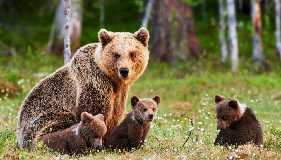 Brunbjørn er en fredet, utrydningstruet rovdyrart som finnes naturlig i norske skogsområder.