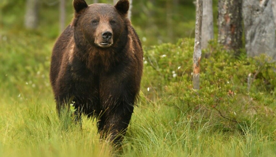 Den svenske bjørnebestanden har lenge ligget rundt 3000 individer. Under årets lisensjakt, ble det felt 648 bjørn.