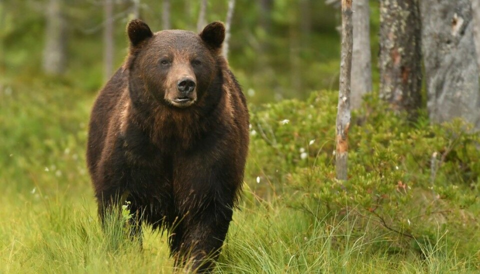 Den svenske bjørnebestanden har ligget stabilt på snaut 3000 individer de siste fem årene. Foto: Piotr Krzeslak/iStockphoto