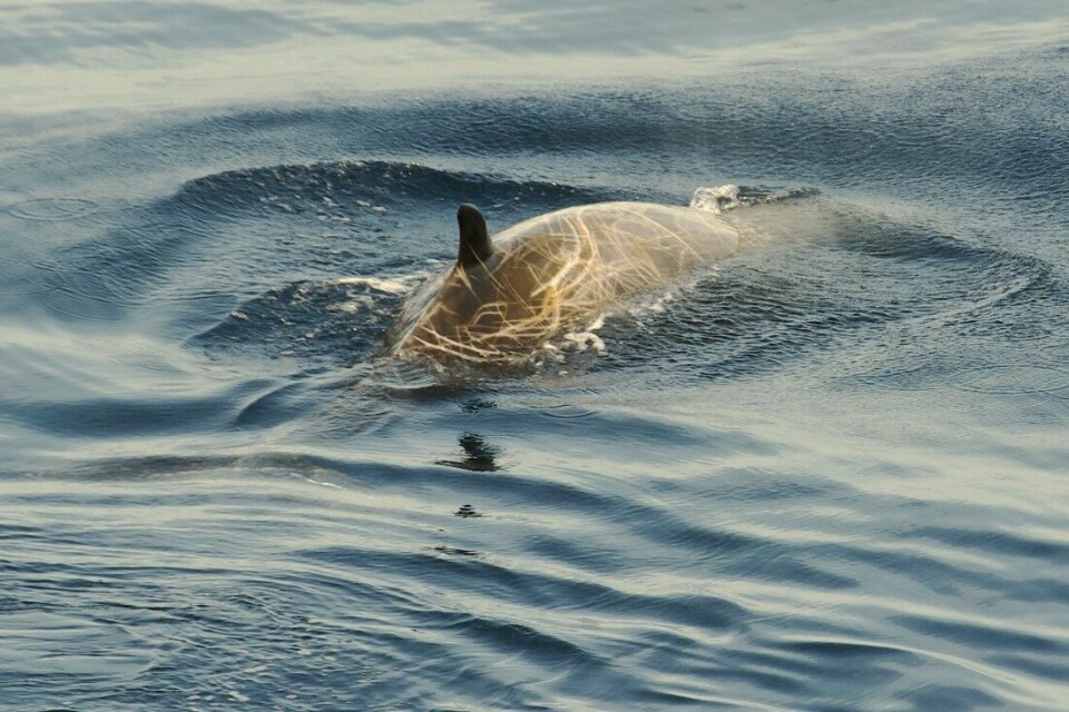 Gåsenebbhvalen døde av sult, forårsaket av at magesekken allerede var full av plast.