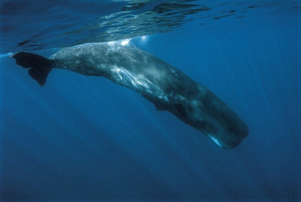 Den døde hvalen som ble funnet var en spermhval som dette. De blir opp til 20 meter lange og kan veie opp mot 60 tonn.