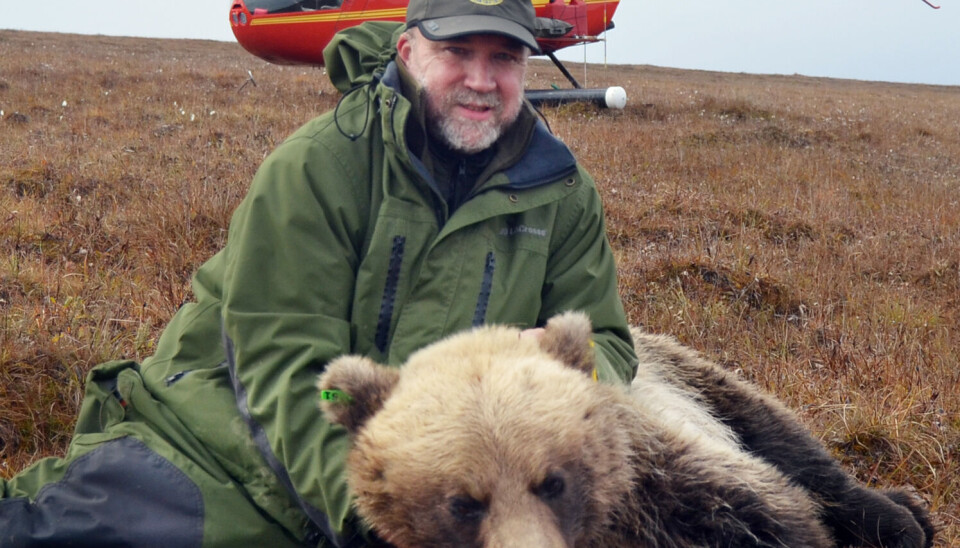 Radiomerking av grizzlybjørn fra Prudhoe Bay. Målet med prosjektet er å redusere konfliktene mellom mennesker og bjørn i området (Foto: Privat)