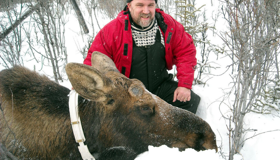 Radiomerket elg fra Fairbanks, Alaska (Foto: Privat). Radiomerket elg fra Fairbanks, Alaska (Foto: Privat).