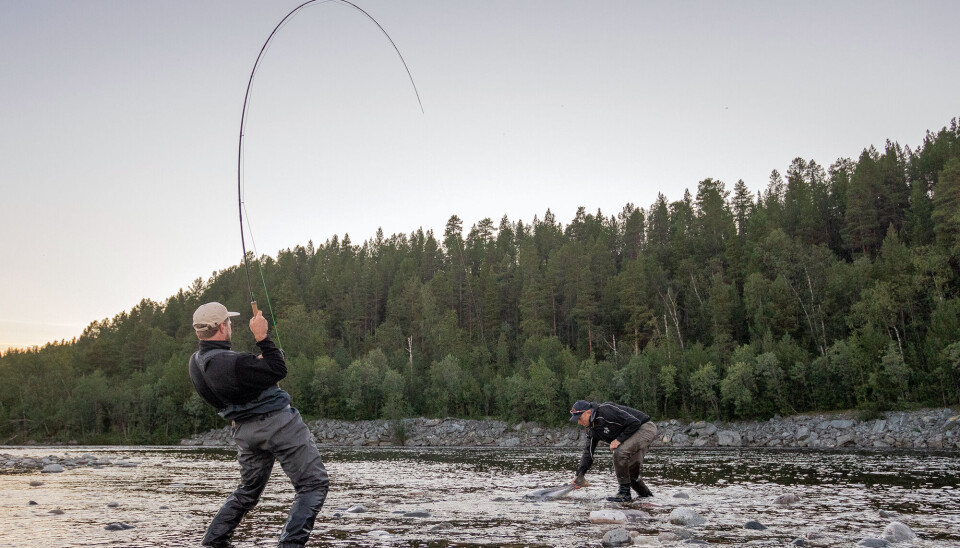 Klar for landing, Jørund Mørk med et solid grep rundt halerota på laksen.