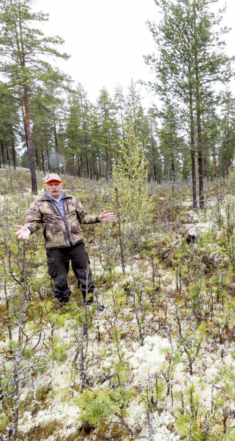 Dette skogbildet er ikke uvanlig i østre Hedmark: beiteplanter av rogn og furu som er så hardt beitet at skogen ikke kommer opp. Ernst Rolf Østmoe er sterkt bekymret over situasjonen.