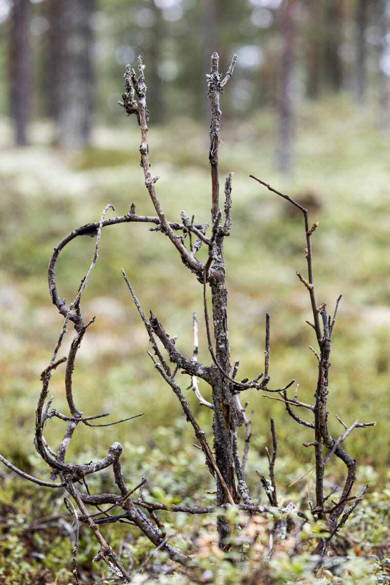 Død rogn: Slik ser svært mange av rognbuskene ut i Flendalen i Rendalen – død eller døende.