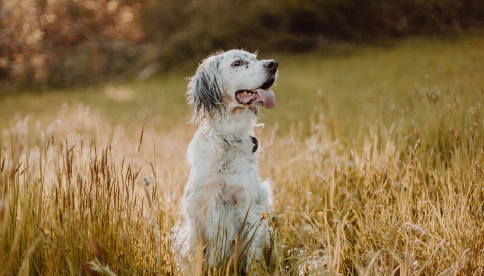 Norsk Gordonsetter Klub og Norsk Engelsksetterklubb blar opp millioner for å forske mer på hundenes helse. Norsk Gordonsetter Klub og Norsk Engelsksetterklubb blar opp millioner for å forske mer på hundenes helse.