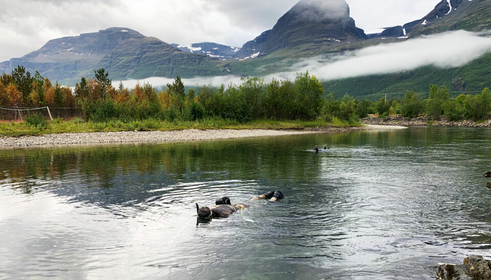 Gytefisktelling i Skibotnelva, som er en av tre elver i Skibotnregionen i Troms og Finnmark som nå er friskmeldt for den dødelige lakseparasitten Gyrodactylus salaris.