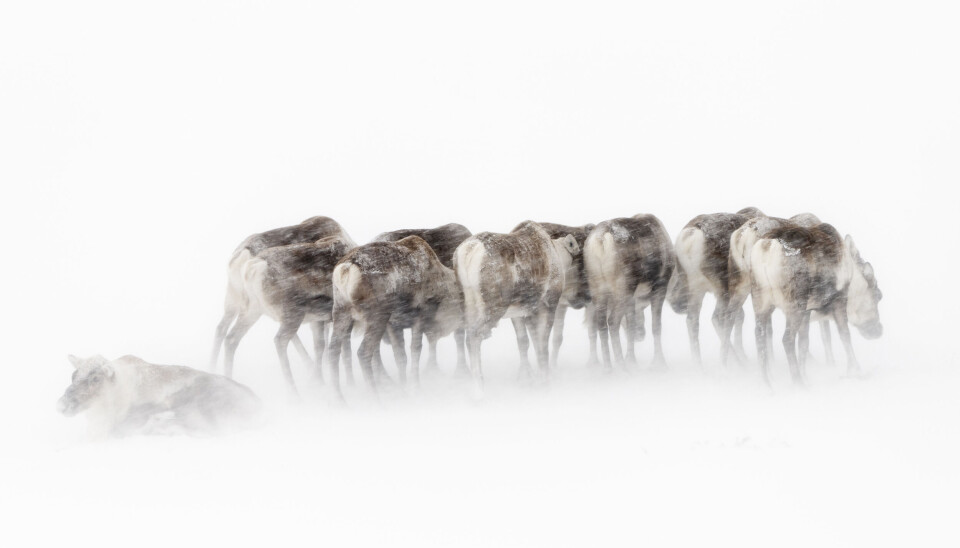 Villreinen er urdyret. Det er utrolig hvor karrige forhold arten greier å overleve. Om vinteren utkonkurrerer simlene bukkene med sine gevirer, og da er det like greit å danne egne bukkeflokker. Wild reindeer (Rangifer tarandus) males in December. Forollhogna National park. Norway.
