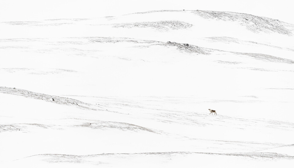Til tross for hustrige vinterdager, er det vanskelig å tro at reinen lengter tilbake til høysommer, da hud- og svelgbremsen gjør livet surt for reinen. Wild reindeer (Rangifer tarandus) male in December. Forollhogna National park. Norway.