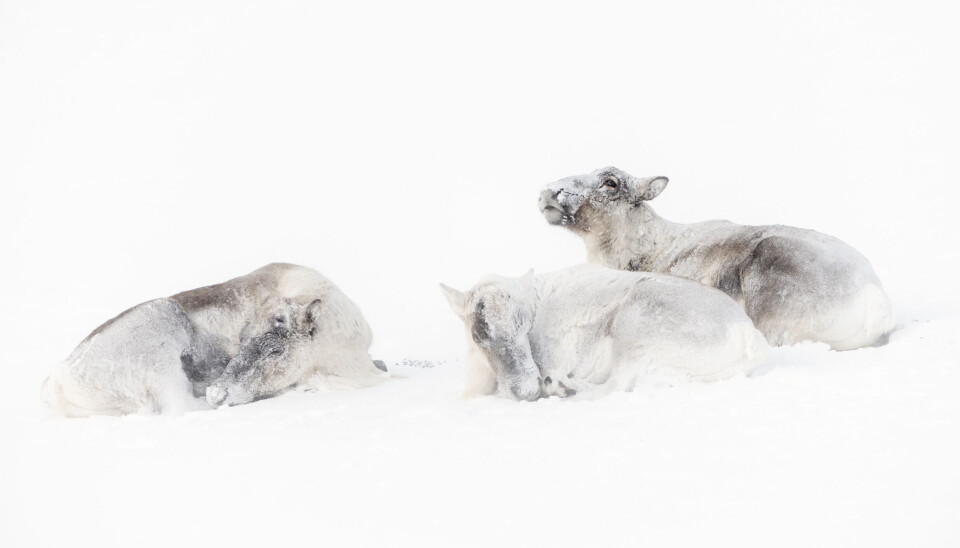 På dager med kraftig uvær, trekker reinen ofte lavere ned i terrenget og lar seg rett og slett snø ned. Wild reindeer (Rangifer tarandus) males in December. Forollhogna National park. Norway.