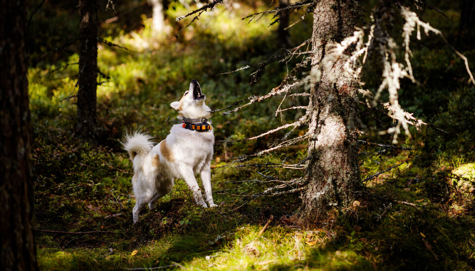 Boss har «spikret» fuglen i veden med taktfast los. Boss har «spikret» fuglen i veden med taktfast los.