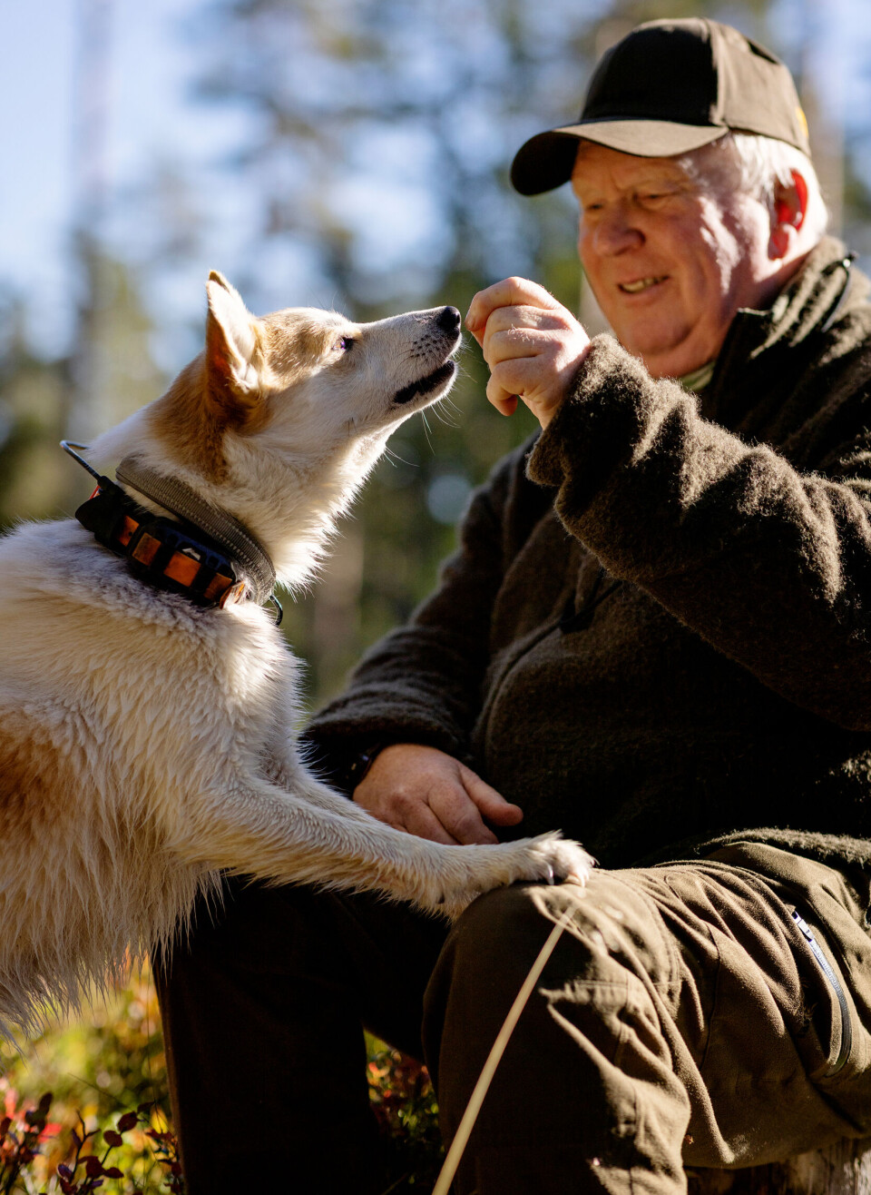 Boss er innom og får en godbit av «far». Effektivt knep for å få hunden til å holde kontakt. Boss er innom og får en godbit av «far». Effektivt knep for å få hunden til å holde kontakt.