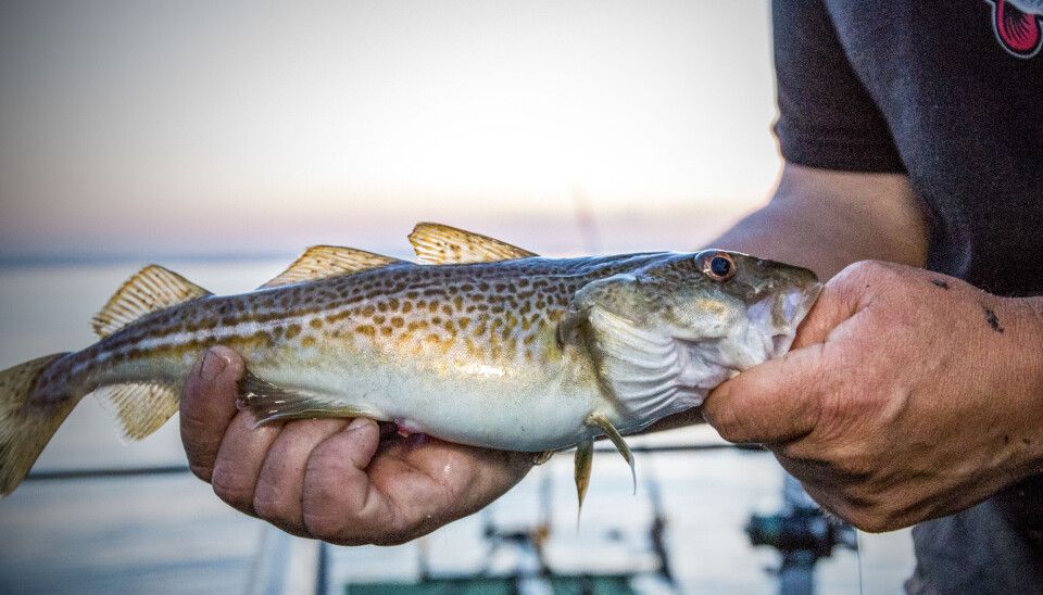 «Krafttak-rapporten blei møtt med et ramaskrik fra fiskerhold, og havforskerne frakjent all ære og forstand. Nå – to år etter, er stadig ingen av havforskernes forslag til tiltak for å beskytte torsken tatt til følge av Fiskeridirektoratet», skriver Per Gjødingseter. «Krafttak-rapporten blei møtt med et ramaskrik fra fiskerhold, og havforskerne frakjent all ære og forstand. Nå – to år etter, er stadig ingen av havforskernes forslag til tiltak for å beskytte torsken tatt til følge av Fiskeridirektoratet», skriver Per Gjødingseter.