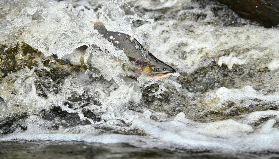 NJFF frykter at man ved å utvikle et kommersielt fiske, også vil etablere et iboende ønske om en stabil eller økende bestand å høste av. Foto: NJFF frykter at man ved å utvikle et kommersielt fiske, også vil etablere et iboende ønske om en stabil eller økende bestand å høste av. Foto: