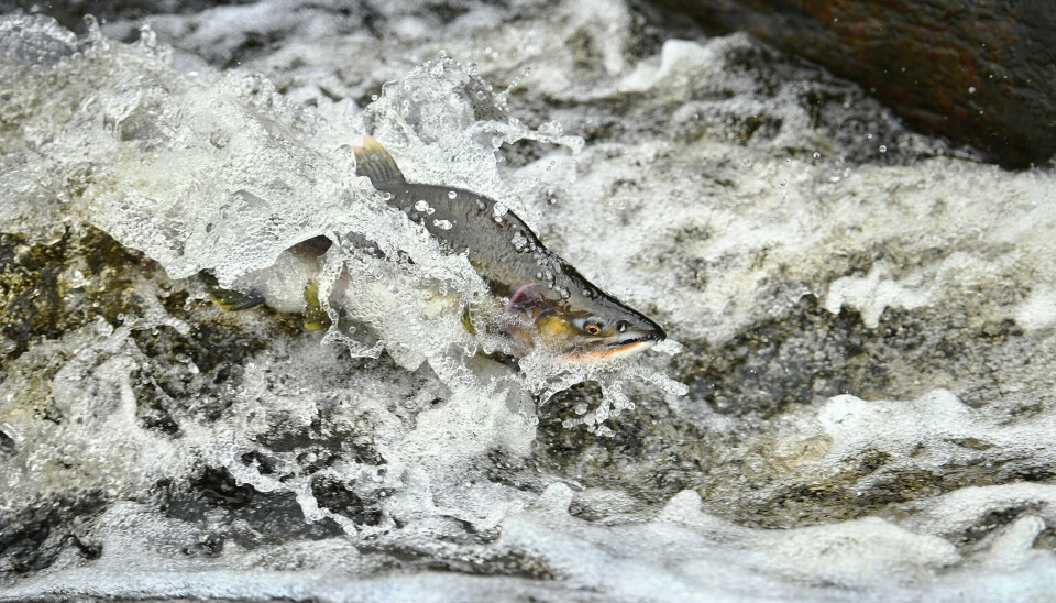 En pukkellaks svømmer i Creek i Ketchikan, Alaska.