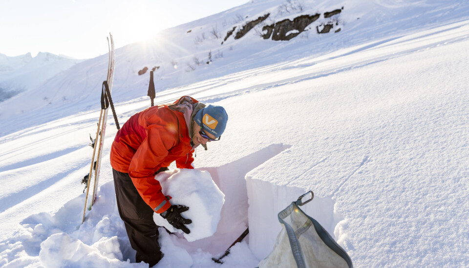Halvor Hagen (49) jobber som skredobservatør for Varsom, NVEs nasjonale varslingstjeneste for snøskred. Her graver han fram en snøprofil for å samle data til den sentrale skredvarslingen. På veien opp fotograferer han andre ting av relevans. Særlig ser han etter nye ansamlinger av snø i terrenget. – Vind er skredenes byggmester, sier han. Halvor Hagen (49) jobber som skredobservatør for Varsom, NVEs nasjonale varslingstjeneste for snøskred. Her graver han fram en snøprofil for å samle data til den sentrale skredvarslingen. På veien opp fotograferer han andre ting av relevans. Særlig ser han etter nye ansamlinger av snø i terrenget. – Vind er skredenes byggmester, sier han.