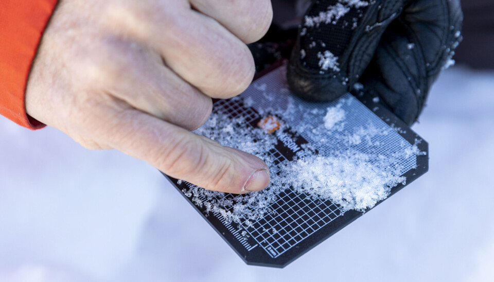 Snøkornene i det svake laget er nesten to millimeter store. Snøkornene i det svake laget er nesten to millimeter store.