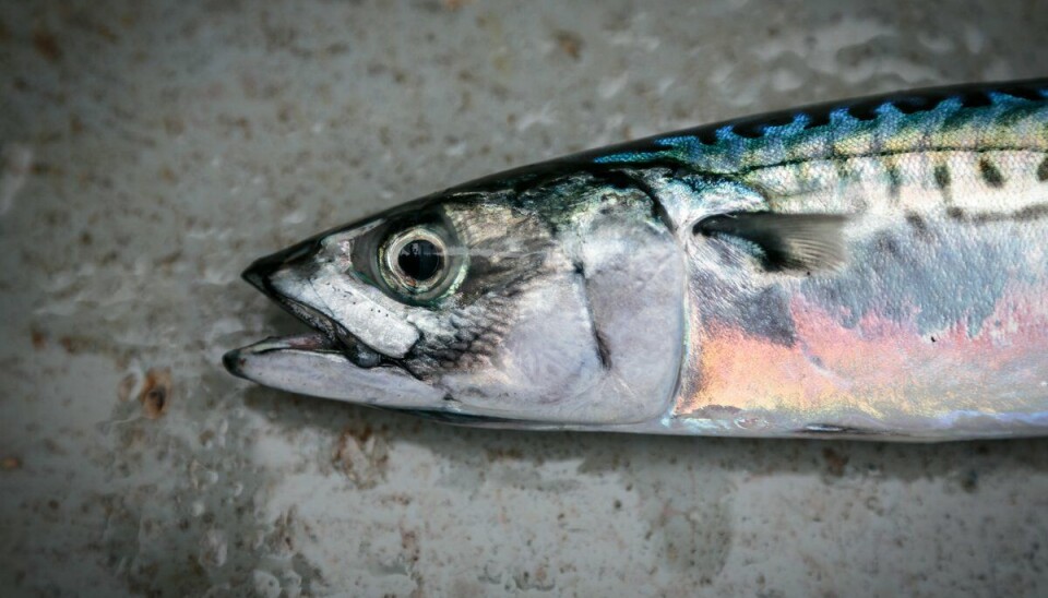 For første gang er det påvist «fisketuberkulose» hos vill makrell i Norge. Det er i skrivende stund uklart om sykdommen kan smitte til mennesker. For første gang er det påvist «fisketuberkulose» hos vill makrell i Norge. Det er i skrivende stund uklart om sykdommen kan smitte til mennesker.
