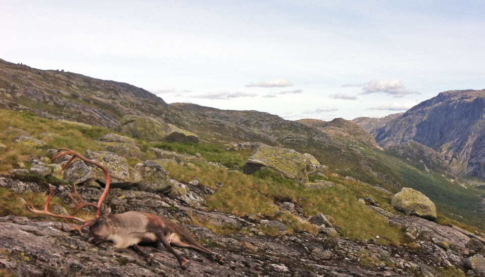 Denne bukken ble felt i Setesdal Ryfylke i 2012. Nå viser oppdatert forskning fra NINA at vannkraftutbyggingen i terrenget fører til et stort tap av funksjonelle leveområder for villreinen i Setesdal Ryfylke. Denne bukken ble felt i Setesdal Ryfylke i 2012. Nå viser oppdatert forskning fra NINA at vannkraftutbyggingen i terrenget fører til et stort tap av funksjonelle leveområder for villreinen i Setesdal Ryfylke.