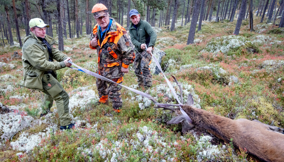 Antallet felte hjort øker fortsatt på østsiden av langfjella. Her fra Heidal. Antallet felte hjort øker fortsatt på østsiden av langfjella. Her fra Heidal.