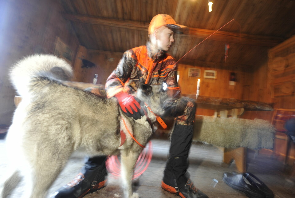 Det er andre jaktsesong 14-åringen Edvin Zahl Pettersen deltar som hundefører i elgskogen. Her med Toya.