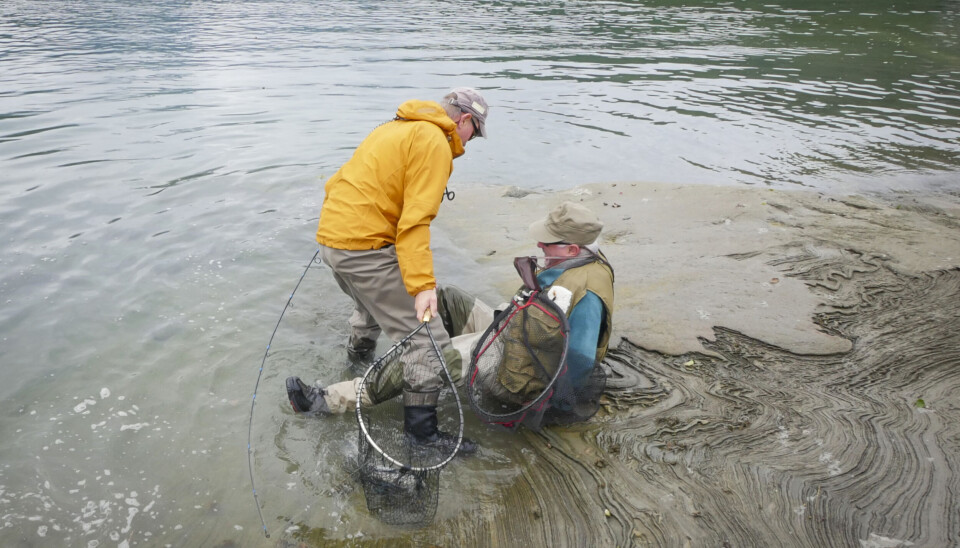 10. Fall med stang: Under en landing av en sjøørret, faller fiskeren. Mannen er reddet, det samme er stanga. Seinere på dagen brekker stanga i bunndelen ... 10. Fall med stang: Under en landing av en sjøørret, faller fiskeren. Mannen er reddet, det samme er stanga. Seinere på dagen brekker stanga i bunndelen ...