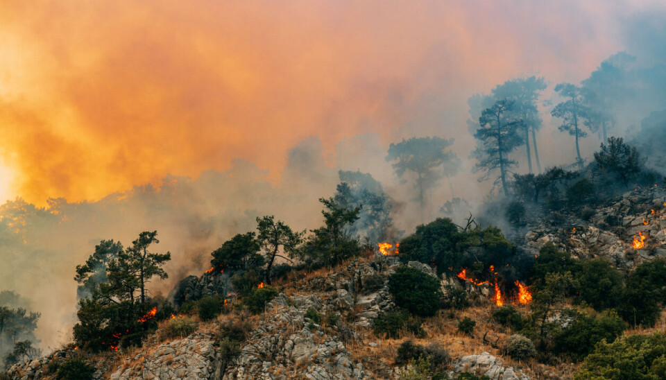 – Rapporten fra FN viser at klimaendringene og tap av natur er to av de største utfordringene vi står overfor, og at de to henger tett sammen, sier klima- og miljøminister Espen Barth Eide (Ap) i en uttalelse. Her illustrert ved en skogbrann i USA. – Rapporten fra FN viser at klimaendringene og tap av natur er to av de største utfordringene vi står overfor, og at de to henger tett sammen, sier klima- og miljøminister Espen Barth Eide (Ap) i en uttalelse. Her illustrert ved en skogbrann i USA.