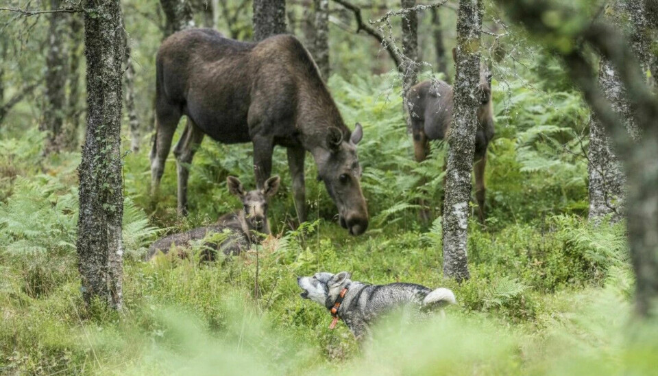 Færre elg ble felt i alle fylker unntatt i Nord-Norge og i Vestland og i Møre og Romsdal.