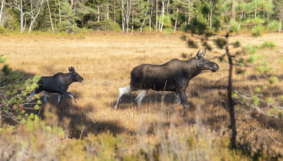 Elgku med kalv på hjul i rolig trav i kant av myra. Avstanden er kort, men hver klar over at skudd på dyr i bevegelse et langt mer krevende enn om dyra står stille. Elgku med kalv på hjul i rolig trav i kant av myra. Avstanden er kort, men hver klar over at skudd på dyr i bevegelse et langt mer krevende enn om dyra står stille.