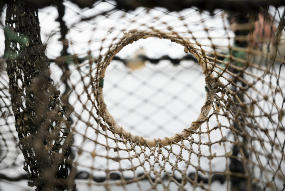 84 prosent av tapte teiner manglet råtnetråd. Tapte teiner uten råtnetråd kan fiske videre i opptil ti år.