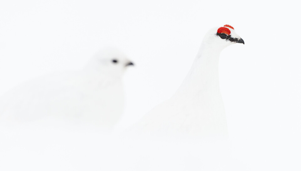 «White wedding» Den røde øyekammen viser for alle og enhver hans posisjon som hanen i kurven. Et kort øyekast fra sin utkårede er nok til at kammen fylles med varmt blod. Disse fungerer som et finstilt barometer for hans sinnsstemning. «White wedding» Den røde øyekammen viser for alle og enhver hans posisjon som hanen i kurven. Et kort øyekast fra sin utkårede er nok til at kammen fylles med varmt blod. Disse fungerer som et finstilt barometer for hans sinnsstemning.