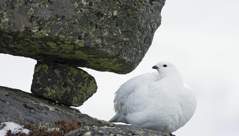 3.	Fjellrypa bærer det engelske navnet Rock ptarmigan, et passende navn for fuglen som lever i en karrig «steinørken».