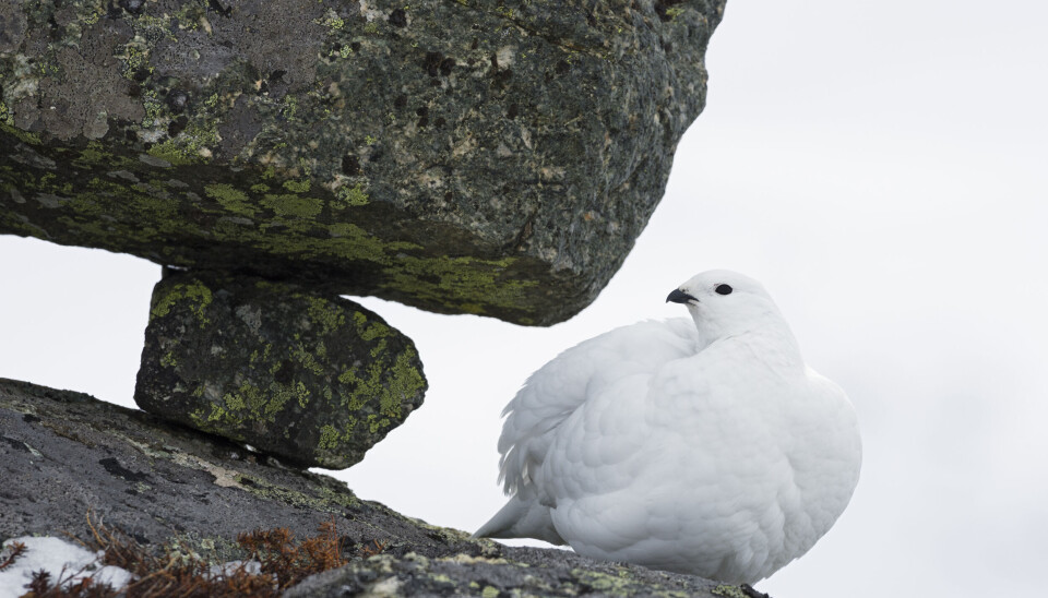 3. Fjellrypa bærer det engelske navnet Rock ptarmigan, et passende navn for fuglen som lever i en karrig «steinørken». 3. Fjellrypa bærer det engelske navnet Rock ptarmigan, et passende navn for fuglen som lever i en karrig «steinørken».