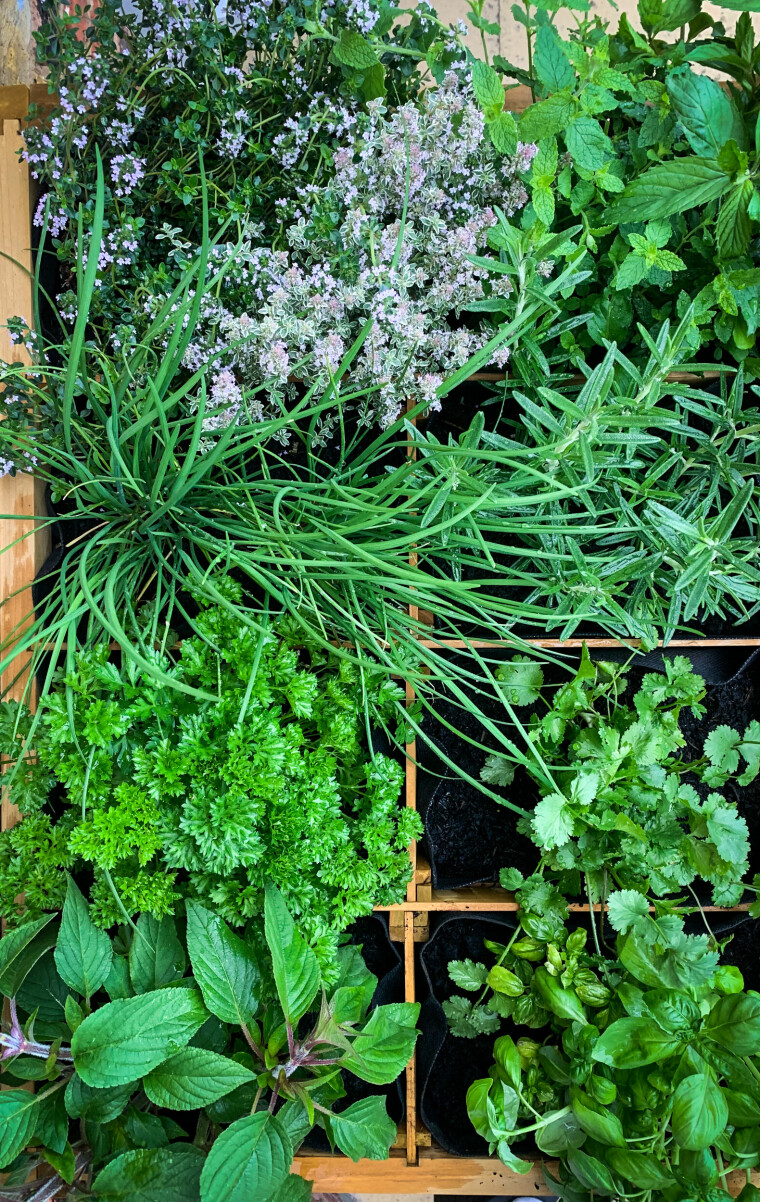 Raised bed herb garden