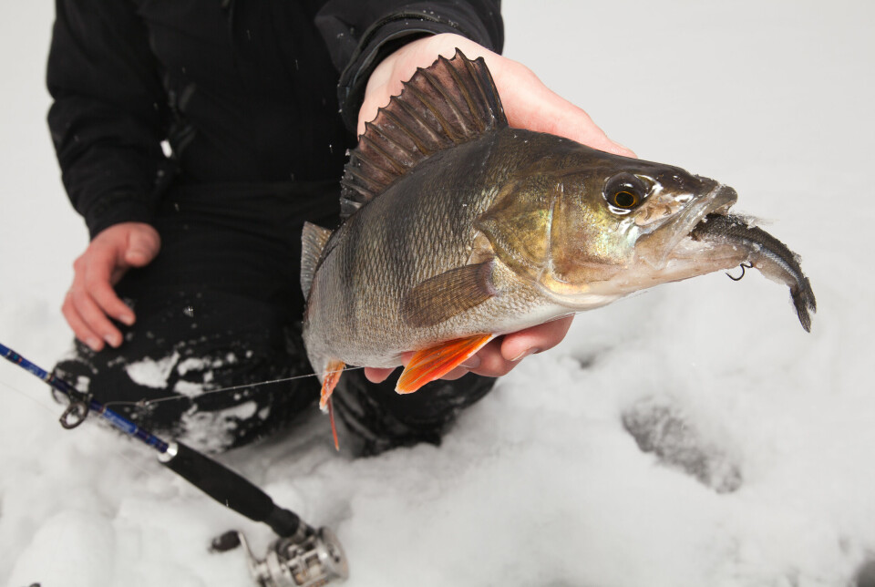 Abboren er en typisk «godværsfisk», og mange gidder ikke dra ut på isen når det er gråvær. Da ingenting fungerte, satt artikkelforfatteren på en krøkle og plasserte den over bunn på 19 meters dyp. Det ga uttelling!
