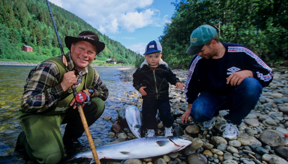 Det er rart med det, laksefiskere trives best i gode laksebestander. Gaula har i en årrekke vært landets beste lakseelv. Her ved Lundamo, ca. 25 km opp i elva. Fortsetter festen i år?