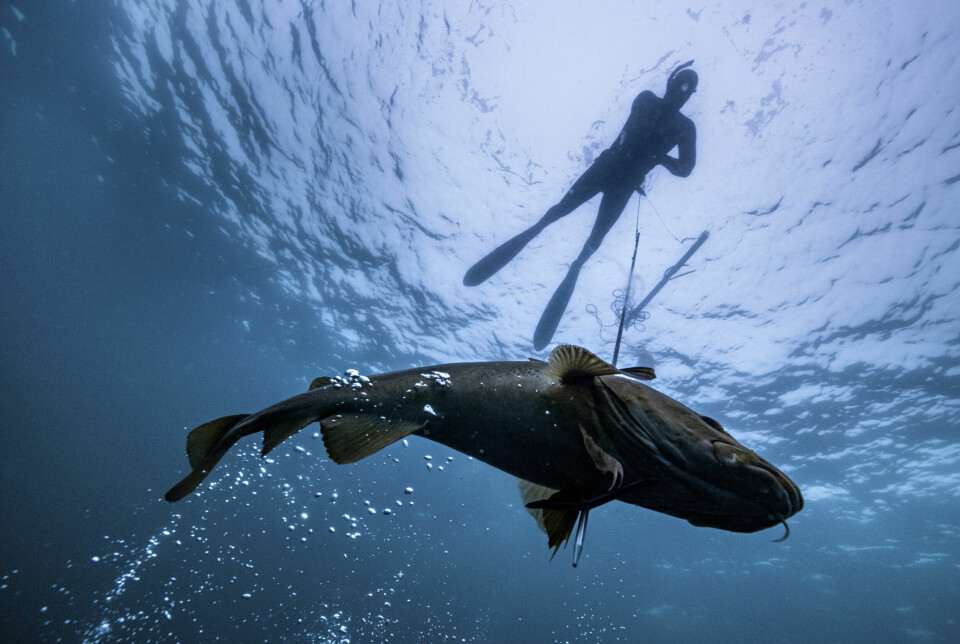 Ørjan Dyrnes er en av Norges dyktigste undervannsjegere. Han har fridykket ned til 32 meter og kan holde pusten opptil fire minutter.