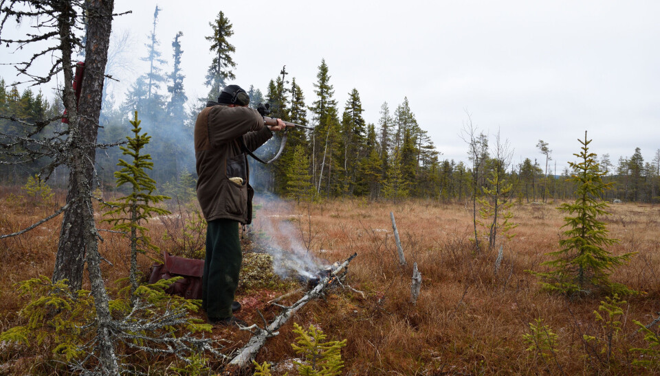 Moose hunter with a little fire standing and aiming, picture from the North of Sweden.