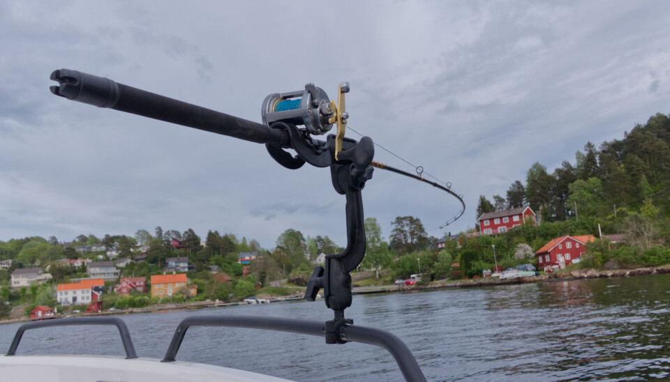 Et par gode stangholdere, er verdt sin vekt i gull! Denne fra RAM Mount er legendarisk. Om du vet at du vil dorge en del, er det praktisk å kjøpe to dedikerte dorgestenger. Her en kort glassfiberstang på 7 fot sammen med Shimanos «evighetsmaskin» Tekota 600 LC. Et par gode stangholdere, er verdt sin vekt i gull! Denne fra RAM Mount er legendarisk. Om du vet at du vil dorge en del, er det praktisk å kjøpe to dedikerte dorgestenger. Her en kort glassfiberstang på 7 fot sammen med Shimanos «evighetsmaskin» Tekota 600 LC.
