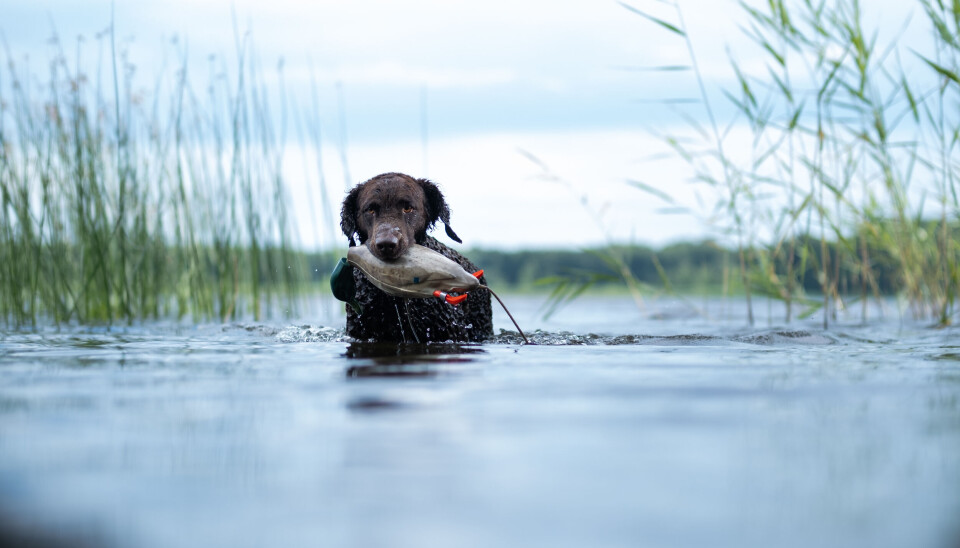 Apportering i vann er en glimrende øvelse, både for å kjøle ned hunden, forberede seg til jakta for å bygge fysikk og kondisjon hos den firbeinte jaktmakkeren. Apportering i vann er en glimrende øvelse, både for å kjøle ned hunden, forberede seg til jakta for å bygge fysikk og kondisjon hos den firbeinte jaktmakkeren.