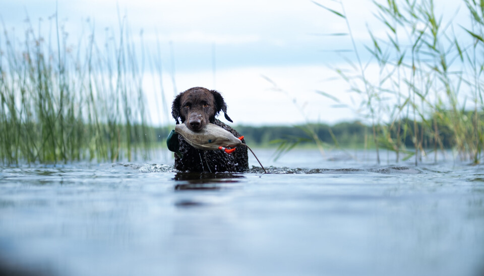 Apportering i vann er en glimrende øvelse, både for å kjøle ned hunden, forberede seg til jakta for å bygge fysikk og kondisjon hos den firbeinte jaktmakkeren.