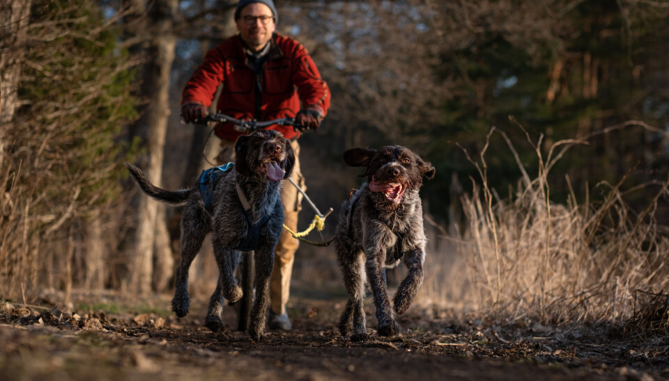 Det går unna med to strihårede vorsteh foran kickbiken! Treningsformen er god for både fører og hunder. Husk at er flink nok til å bruke bremsen til at hunden(e) kjenner vekt bak i kjørestrikken.