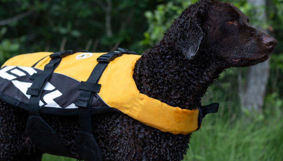 Du bør alltid bruke redningsvest ved lengre svømmeturer. Hunden kan bli mer sliten enn du tror. Ved innlæring av svømming, hjelper vesten ofte hunder som er litt redde for å miste bakkekontaktet i vannet for første gang.