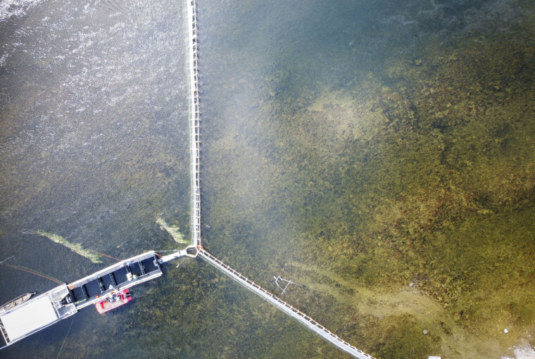 Pukkellaksen unngår feller grunnet lav vannstand i Tanaelva