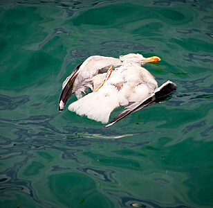 Mattilsynet advarer folk mot å avlive influensasyke fugler