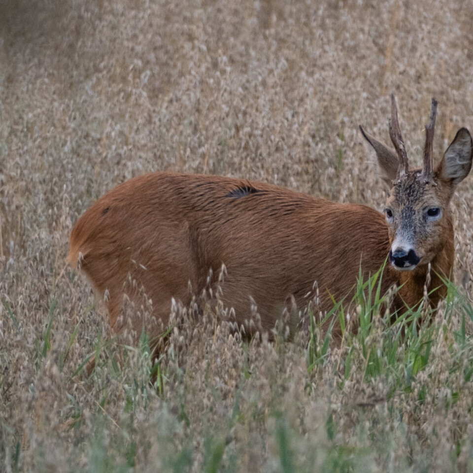 Slik feller du rådyrbukken i august