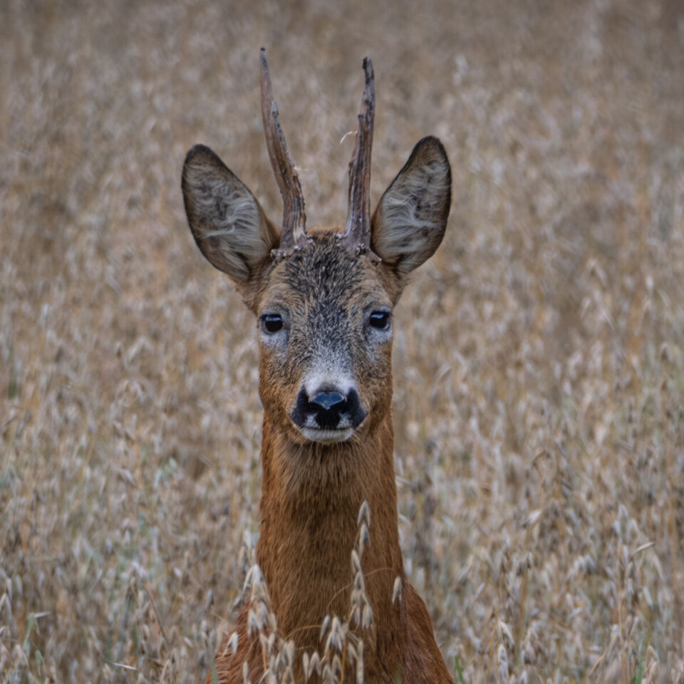 Alt du må vite om bukkejakt