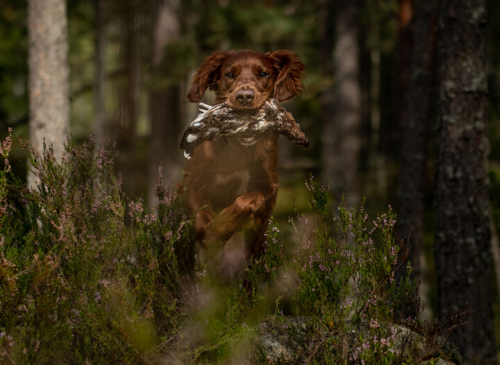 Blir det en irsk setter, her representert ved hunden LA Trek, som stikker av med tittelen Årets jakthund i år? Eller går den gjeve prisen til en helt annen rase?